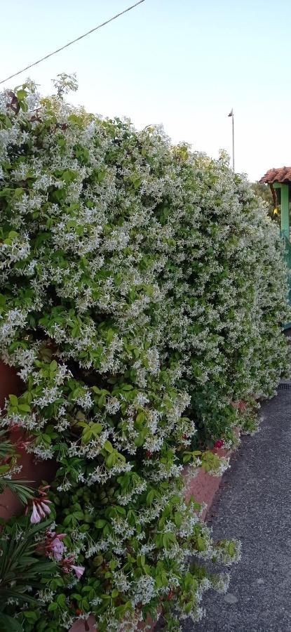 Casa Vacanze Mimose Palinuro Εξωτερικό φωτογραφία